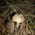 Grauer Wulstling (Amanita excelsa) Synonym Eingesenkter Wulstling (Amanita spissa)