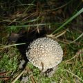 Perlpilz (Amanita rubescens), auch Rötender Wulstling oder Fleischchampignon