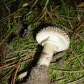 Perlpilz (Amanita rubescens), auch Rötender Wulstling oder Fleischchampignon