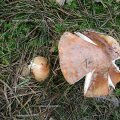 Perlpilz (Amanita rubescens)