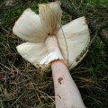 Perlpilz (Amanita rubescens)