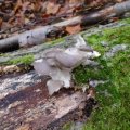 Austernseitling (Pleurotus ostreatus)
Das Fleisch des Austern-Seitlings ist weiß, selten bräunlich, riecht angenehm und hat jung eine weiche Konsistenz. Im Alter wird es rasch zäh und riecht dann muffig.