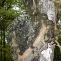 Pustelpilz (Nectria Galligena), Verursacher von Baumkrebs, auch Obstbaumkrebs, hier an einer Birke Wucherungen nach der Pilzinfektion von Rinde und Holz