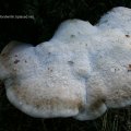 Buckeltramete (Trametes gibbosa)? an Birkenholz