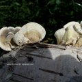 Buckeltramete (Trametes gibbosa) an Birkenholz