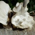 Buckeltramete (Trametes gibbosa) an Birkenholz, Unterseite