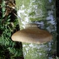 Birkenporling (Piptoporus betulinus), Fruchtkörper bilden sich ab Juli/August bis November. Der Pilz befällt ausschließlich Birken und verursacht starke Braunfäule. Innerhalb von drei Monaten kann der Baum in den befallenen Bereichen 50−70 % seiner Masse verlieren

Jung essbar,später aufgrund seiner zunehmender Bitterkeit ungenießbar. Fruchtkörper früher als Bandage zur Wundstillung verwendet, wegen seiner entzündungshemmenden Inhaltsstoffe.