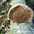 Unterseite Birkenporling (Piptoporus betulinus)