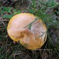 Butterpilz (Suillus luteus/ Boletus luteus), auch Butterröhling, Schmierenröhling, Slippery Jack oder Rotzer