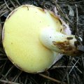 junger Butterpilz (Suillus luteus/ Boletus luteus), auch Butterröhling, Schmierenröhling, Slippery Jack oder Rotzer