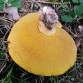 Butterpilz (Suillus luteus/ Boletus luteus), auch Butterröhling, Schmierenröhling, Slippery Jack oder Rotzer