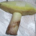 Butterpilz (Suillus luteus/ Boletus luteus), auch Butterröhling, Schmierenröhling, Slippery Jack oder Rotzer 

Der Pilz läuft am Anschnitt gelb an, wie man am Hut oberhalb der Poren erkennen kann,