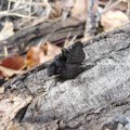 Unterseite Stoppeliger Drüsling (Exidia glandulosa, syn. Exidia truncata), auch Abgestutzter oder Becherförmiger Drüsling