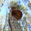 Eichen-Feuerschwamm (Phellinus robustus), Fruchtkörper im Winter (Dezember / Januar)

Schwächeparasit. An befallenen Bäumen finden sich häufiger Spechtlöcher. 
Greift erst das Splintholz, später das Kernholz und das Kambium an. Löst Weißfäule aus.