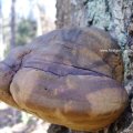 Eichen-Feuerschwamm (Phellinus robustus), Fruchtkörper im Winter (Dezember / Januar)

Schwächeparasit. An befallenen Bäumen finden sich häufiger Spechtlöcher. 
Greift erst das Splintholz, später das Kernholz und das Kambium an. Löst Weißfäule aus.