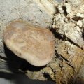 Zunderschwamm (Fomes fomentarius), Unterseite mit Poren