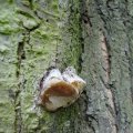 Pflaumen-Feuerschwamm (Phellinus tuberculosus), Weißfäuleverursacher