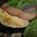 Fichtenporling (Fomitopsis pinicola), auch Rotrandiger Baumschwamm an umgestürzter Fichte, verursacht  würfelige Braunfäule - „Würfelbruch“