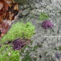 Großsporiger (Fleischroter) Gallertbecher  (Coryne sarcoides)