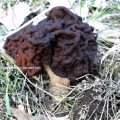 Frühjahrs-Giftlorchel (Gyromitra esculenta, syn. Helvella esculenta), auch Frühjahrslorchel, Frühlorchel oder Giftlorchel :ups:

Vergiftungen sind (Gyromitra-Syndrom) lebensbedrohlich. Gyromitrin ist ein wasserlösliches Zellgift, das ähnlich wie das Knollenblätterpilzgift wirkt. Roh genossen der zweitgiftigste Pilz, ein einziger Fruchtkörper kann bereits zum Tod führen. Abgekocht ist die Giftwirkung  schwächer. Neben dem Verzehr sind Vergiftungserscheinungen durch das Einatmen der flüchtigen Inhaltsstoffe beim Kochen möglich.