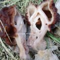 Frühjahrs-Giftlorchel (Gyromitra esculenta, syn. Helvella esculenta), auch Frühjahrslorchel, Frühlorchel oder Giftlorchel :ups: