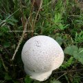 Hasen-Stäubling (Lycoperdon utriforme), bisweilen auch Hasenbovist oder Getäfelter Großstäubling

Roten Liste Deutschlands bedrohter Großpilze (1996): Status 3 (gefährdet) 

Jung, solange das Fleisch weiß gefärbt ist, gilt er als essbar, „wohlschmeckend“ bis  „kein Genuss und stark nach Karbol schmeckend“ – letzteres wenn der optimale Reifegrad bereits überschritten war.