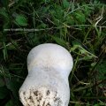 Hasen-Stäubling (Lycoperdon utriforme), bisweilen auch Hasenbovist oder Getäfelter Großstäubling

Roten Liste Deutschlands bedrohter Großpilze (1996): Status 3 (gefährdet) 

Jung, solange das Fleisch weiß gefärbt ist, gilt er als essbar, „wohlschmeckend“ bis  „kein Genuss und stark nach Karbol schmeckend“ – letzteres wenn der optimale Reifegrad bereits überschritten war.