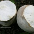 Hasen-Stäubling (Lycoperdon utriforme), bisweilen auch Hasenbovist oder Getäfelter Großstäubling, hier ca. 90% der Originalgröße

Roten Liste Deutschlands bedrohter Großpilze (1996): Status 3 (gefährdet) 

Jung, solange das Fleisch weiß gefärbt ist, gilt er als essbar, „wohlschmeckend“ bis  „kein Genuss und stark nach Karbol schmeckend“ – letzteres wenn der optimale Reifegrad bereits überschritten war.