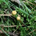 Orangeroter oder Gemeiner Heftelnabeling (Rickenella fibula, syn. Gerronema fibula, Omphalia fibula)[