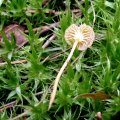 Orangeroter oder Gemeiner Heftelnabeling (Rickenella fibula, syn. Gerronema fibula, Omphalia fibula)[