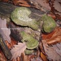 alte Striegelige Tramete (Trametes hirsuta)