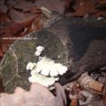 junge Striegelige Tramete (Trametes hirsuta)