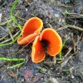 Gemeiner Orangebecherling oder Orangeroter Becherling (Aleuria aurantia)

Der Orangerote Becherling wird meist als ungenießbar beschrieben, gelegentlich auch als essbar und mäßig gut.