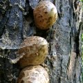 Schuppiger Stiel-Porling oder Schuppiger Porling (Polyporus squamosus), Weißfäuleerreger

Fruchtkörper im Herbst auf Roßkastanie