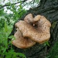 Schuppiger Stiel-Porling oder Schuppiger Porling (Polyporus squamosus), Weißfäuleerreger

Fruchtkörper im Juni