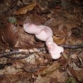 Rosa Rettichhelmling (Mycena rosea (Bull.) Gramberg), giftig :ups: