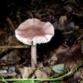 Rosa Rettichhelmling (Mycena rosea (Bull.) Gramberg), giftig :ups: