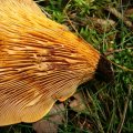 Samtfuß-Holzkrempling (Tapinella atrotomentosa), Braunfäuleverursacher. 

Jung genießbar. Der blaue Sud aus dem Fruchtfleisch kann zum Färben von Textilien verwendet werden.