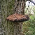 alter Zottiger Schillerporling (Inonotus hispidus) an einem Apfelbaum

Verursacht in Laubbäumen, vor allem Eschen und Äpfel, daneben Echte Walnuss, Mehlbeeren und Platanen, eine massive Weißfäule.