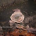 Schmetterlings-Parameter (Trametes versicolor)