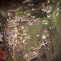 Schmetterlings-Parameter (Trametes versicolor)