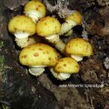 Goldfell-Schüppling (Pholiota aurivella)