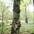 Ästige Stachelbart (Hericium coralloides), Pilz des Jahres 2006 

Der Ästige Stachelbart wächst auf den Stämmen alter und sehr morscher Laubbäume, meist Buchen, aber auch Eichen, Ulmen, Eschen Pappeln. Da die Bedingungen des Pilzwachstums in jungen Beständen kaum noch vorzufinden sind, sollten alte morsche Laubholzstämme als Lebensraum erhalten bleiben.  

Rote Liste G2