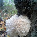 Ästige Stachelbart (Hericium coralloides), Pilz des Jahres 2006 

Der Ästige Stachelbart wächst auf den Stämmen alter und sehr morscher Laubbäume, meist Buchen, aber auch Eichen, Ulmen, Eschen Pappeln. Da die Bedingungen des Pilzwachstums in jungen Beständen kaum noch vorzufinden sind, sollten alte morsche Laubholzstämme als Lebensraum erhalten bleiben.  

Rote Liste G2