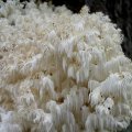 Ästige Stachelbart (Hericium coralloides), Pilz des Jahres 2006 

Der Ästige Stachelbart wächst auf den Stämmen alter und sehr morscher Laubbäume, meist Buchen, aber auch Eichen, Ulmen, Eschen Pappeln. Da die Bedingungen des Pilzwachstums in jungen Beständen kaum noch vorzufinden sind, sollten alte morsche Laubholzstämme als Lebensraum erhalten bleiben.  

Rote Liste G2