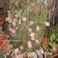 Birnenstäubling (Lycoperdon pyriforme), junge Fruchtkörper sind essbar, später ist der Pilz ungeniessbar.