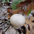 Beutel- oder Groß-Stäubling (Lycoperdon excipuliforme, syn. Calvatia excipuliformis, Calvatia saccata, Handkea excipuliformis). Jung essbar, solange das Fleisch noch weiß ist.