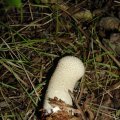 Flaschenstäubling oder Flaschenbovist (Lycoperdon perlatum syn. L. gemmatum), zählt jetzt zu den Champignonverwandten (Agaricaceae).


Junge Flaschenstäublinge sind, solange das Innere noch weiß ist, essbar und können auch roh gegessen werden. Zum Kochen ist er ungeeignet, weil er dabei zäh wird.