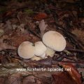 alte Flaschenstäublinge oder Flaschenboviste (Lycoperdon perlatum syn. L. gemmatum), zählt jetzt zu den Champignonverwandten (Agaricaceae).