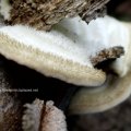 Striegelige Tramete (Trametes hirsuta) an Rotbuche, Weißfäuleerzeuger